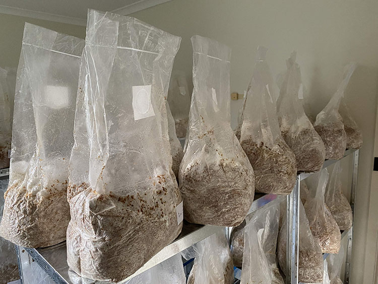 Tá úsáid Málaí PP Mushroom Grow difriúil ó shaothrú traidisiúnta